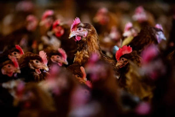 زنگ خطر آنفولانزای پرندگان به صدا درآمد